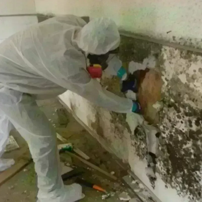 Mold Remediation and Removal in Potosi, TX